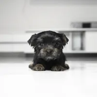 Milo, a male Yorkshire Terrier for sale in Los Angeles, CA – 2 of 2