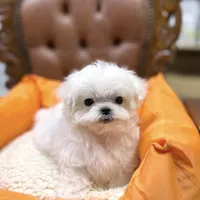 Teacup Toby, a male Maltese for sale in Los Angeles, CA – Photo 1 of 4