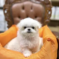 Teacup Toby, a male Maltese for sale in Los Angeles, CA – Photo 4 of 4