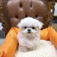 Teacup Toby, a male Maltese for sale in Los Angeles, CA – Photo 2 of 4