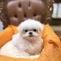 Teacup Toby, a male Maltese for sale in Los Angeles, CA – Photo 3 of 4