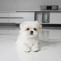 Tulip, a female Maltese for sale in Los Angeles, CA – 4 of 5