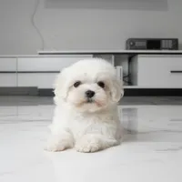 Marley, a male Maltese for sale in Los Angeles, CA – 4 of 5