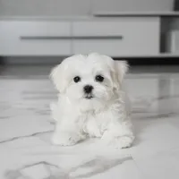 Micro, a male Maltese for sale in Los Angeles, CA – 7 of 7