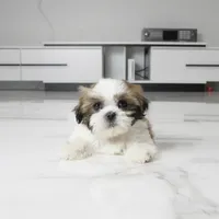 Chewy, a male Shih Tzu for sale in Los Angeles, CA – 2 of 5