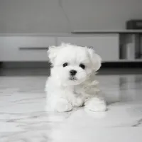 Mickey, a male Maltese for sale in Los Angeles, CA – 2 of 3
