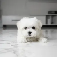 Max, a male Maltese for sale in Los Angeles, CA – 3 of 4