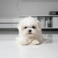 Teacup Mochi, a female Maltese for sale in Los Angeles, CA – 4 of 5
