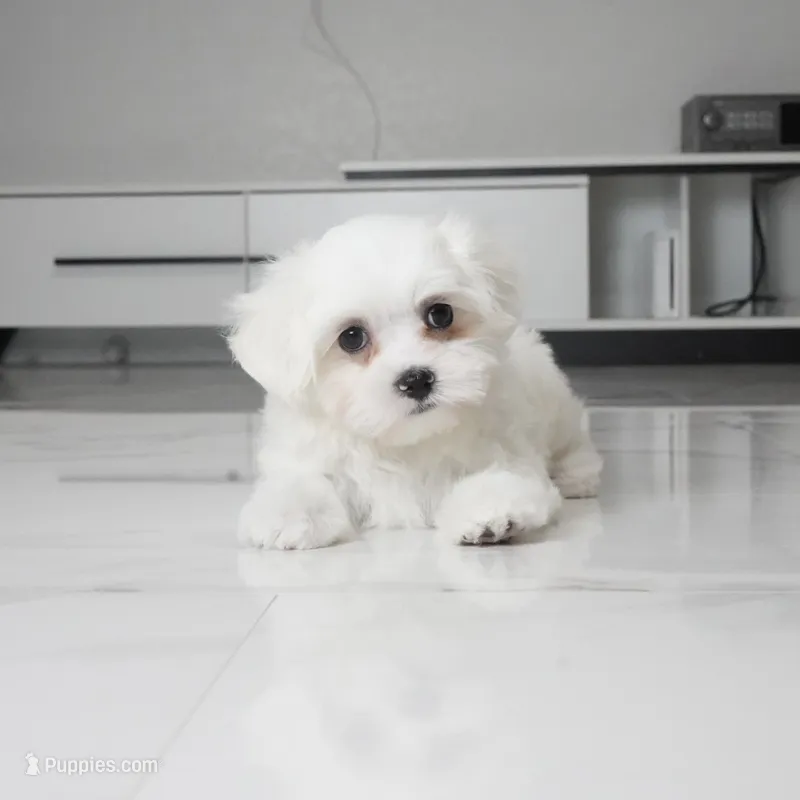 Toby – Maltese puppy for sale in Los Angeles, CA