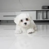 Toby, a male Maltese for sale in Los Angeles, CA – 1 of 3
