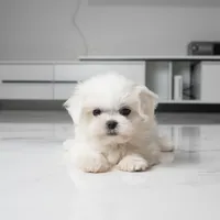 Teacup Mochi, a female Maltese for sale in Los Angeles, CA – 3 of 5
