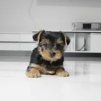 Cleo, a female Yorkshire Terrier for sale in Los Angeles, CA – 3 of 3