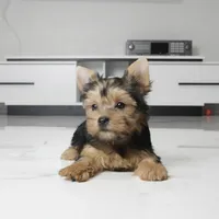 Abby, a female Yorkshire Terrier for sale in Los Angeles, CA – 3 of 5