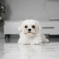 Milo, a male Maltese for sale in Los Angeles, CA – Photo 1 of 3