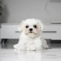 Milo, a male Maltese for sale in Los Angeles, CA – Photo 3 of 3