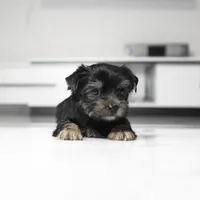 Maddie, a male Yorkshire Terrier for sale in Los Angeles, CA – 3 of 3