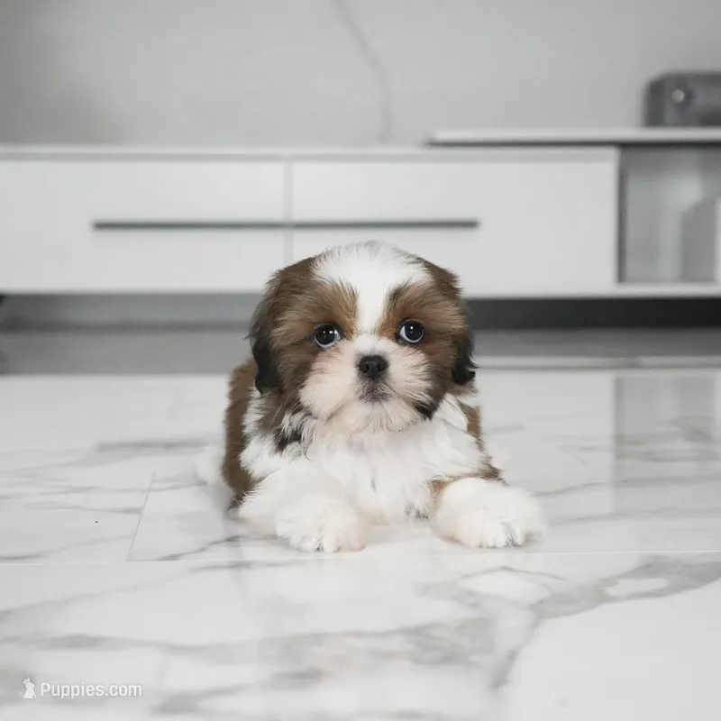 Lana – Shih Tzu puppy for sale in Los Angeles, CA
