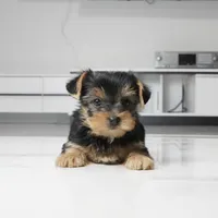 Cleo, a female Yorkshire Terrier for sale in Los Angeles, CA – 2 of 3