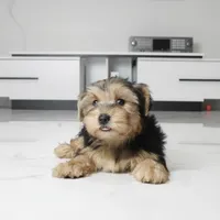 Archie, a male Yorkshire Terrier for sale in Los Angeles, CA – 2 of 5