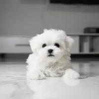 Mochi, a male Maltese for sale in Los Angeles, CA – 2 of 4