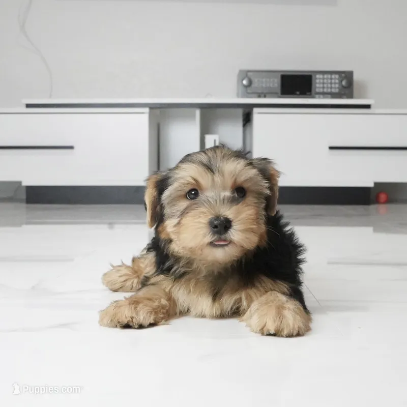 Archie – Yorkshire Terrier puppy for sale in Los Angeles, CA