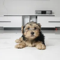 Archie, a male Yorkshire Terrier for sale in Los Angeles, CA – 1 of 5