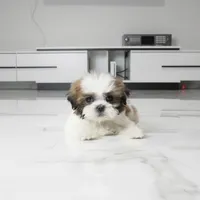 Chewy, a male Shih Tzu for sale in Los Angeles, CA – 3 of 5