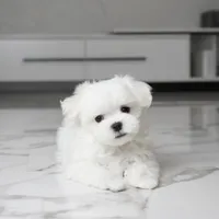 Mickey, a male Maltese for sale in Los Angeles, CA – 1 of 3