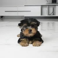 Bella, a female Yorkshire Terrier for sale in Los Angeles, CA – 2 of 3