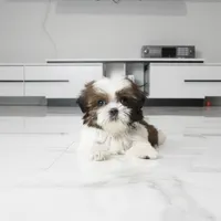 Teacup Chloe, a female Shih Tzu for sale in Los Angeles, CA – 2 of 5