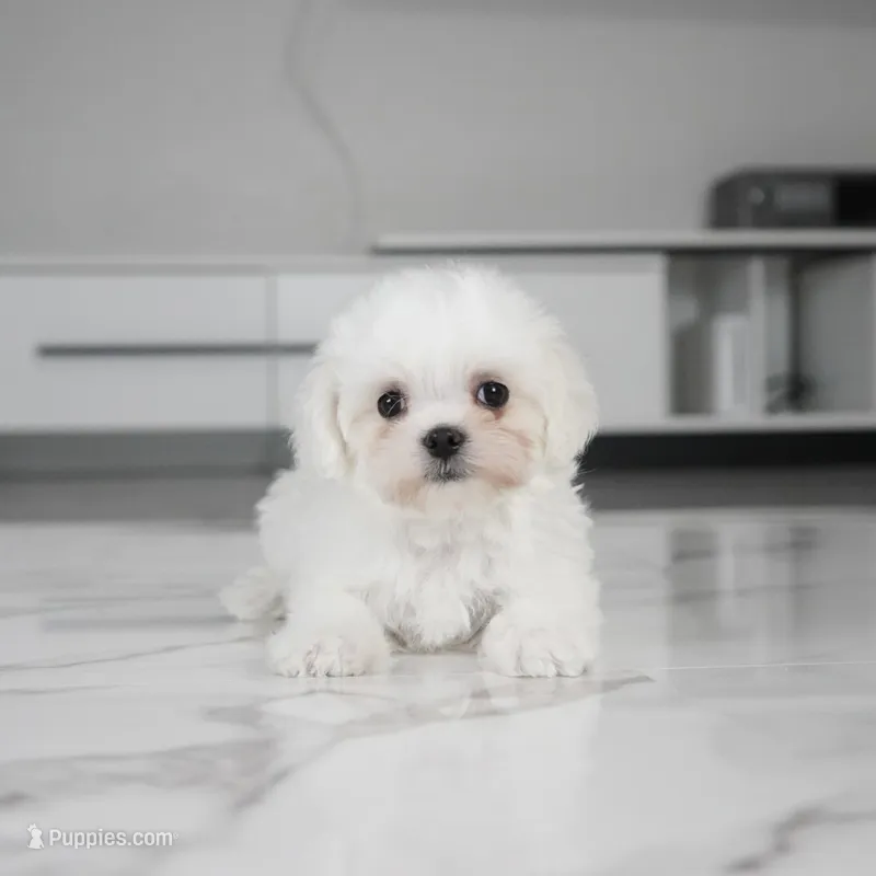 Cooper – Maltese puppy for sale in Los Angeles, CA