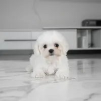 Cooper, a male Maltese for sale in Los Angeles, CA – 1 of 2