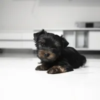 Mickey, a male Yorkshire Terrier for sale in Los Angeles, CA – 2 of 5