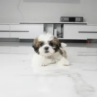 Chewy, a male Shih Tzu for sale in Los Angeles, CA – 1 of 5