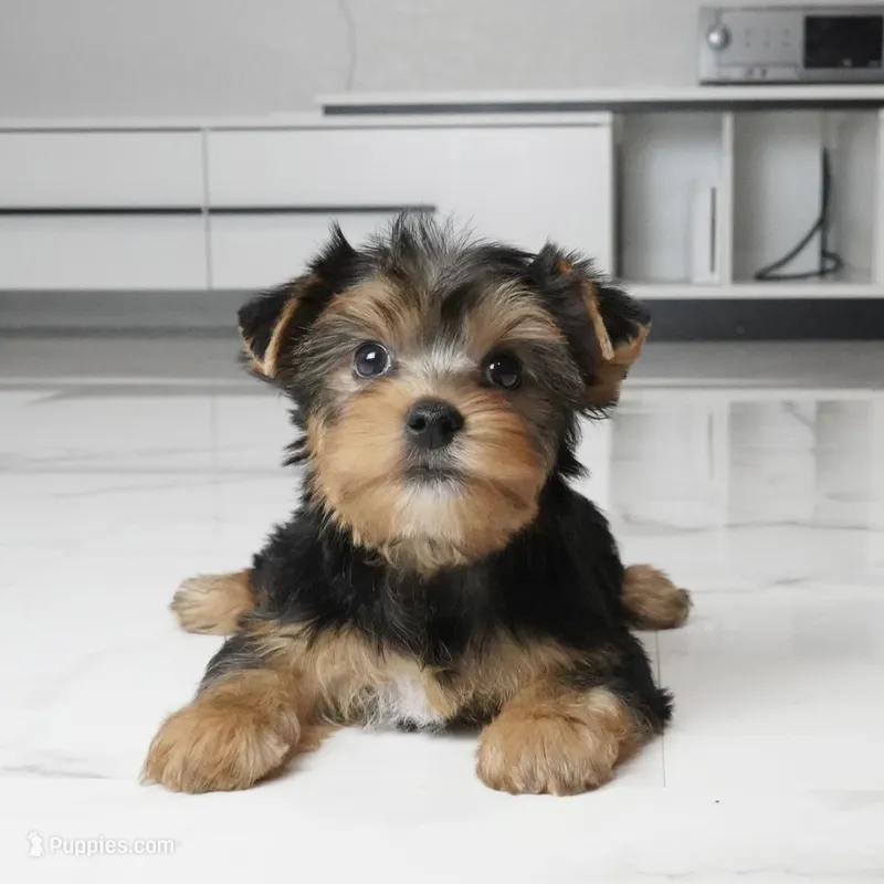 Bentley – Yorkshire Terrier puppy for sale in Los Angeles, CA