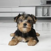 Bentley, a male Yorkshire Terrier for sale in Los Angeles, CA – 1 of 3