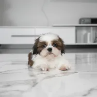 Max, a male Shih Tzu for sale in Los Angeles, CA – Photo 2 of 2