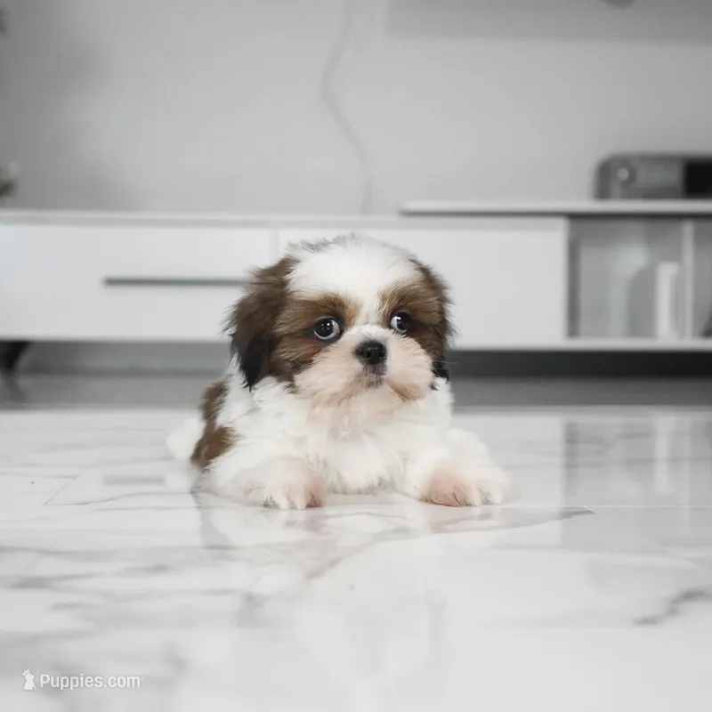 Max – Shih Tzu puppy for sale in Los Angeles, CA