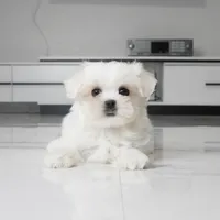 Tilly, a female Maltese for sale in Los Angeles, CA – 4 of 5