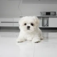Tulip, a female Maltese for sale in Los Angeles, CA – 5 of 5