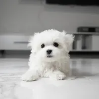 Milo, a male Maltese for sale in Los Angeles, CA – 3 of 3
