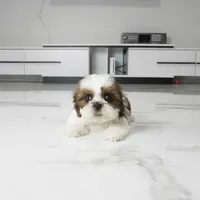 Cleo, a female Shih Tzu for sale in Los Angeles, CA – 4 of 4
