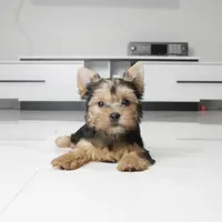 Abby, a female Yorkshire Terrier for sale in Los Angeles, CA – 5 of 5