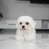 Toby, a male Maltese for sale in Los Angeles, CA – Photo 3 of 3