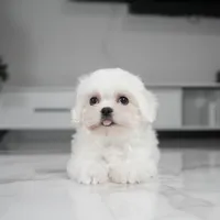 Toby, a male Maltese for sale in Los Angeles, CA – Photo 2 of 3