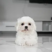Toby, a male Maltese for sale in Los Angeles, CA – Photo 1 of 3