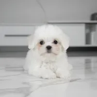 Cody, a male Maltese for sale in Los Angeles, CA – 2 of 2