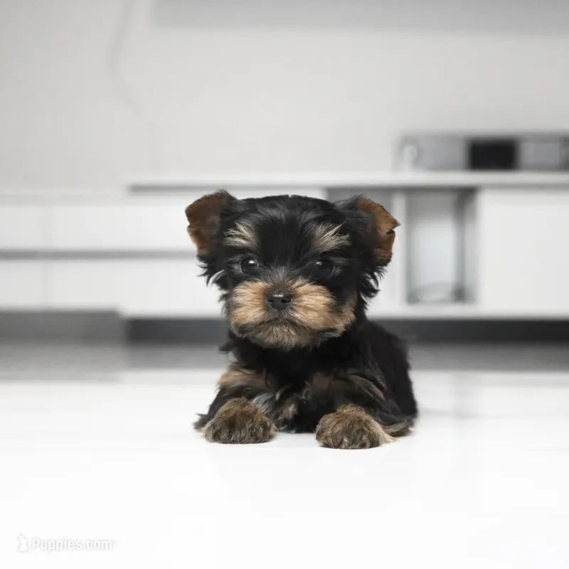 Teacup Mango – Yorkshire Terrier puppy for sale in Los Angeles, CA