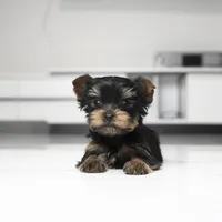 Teacup Mango, a male Yorkshire Terrier for sale in Los Angeles, CA – 1 of 7