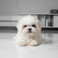Teacup Mochi, a female Maltese for sale in Los Angeles, CA – 5 of 5